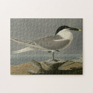 Sandwich (Cabot's) Tern, Audubon Birds of America Jigsaw Puzzle
