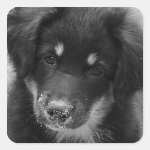 Sandy-nosed Australian Shepherd pup sticker