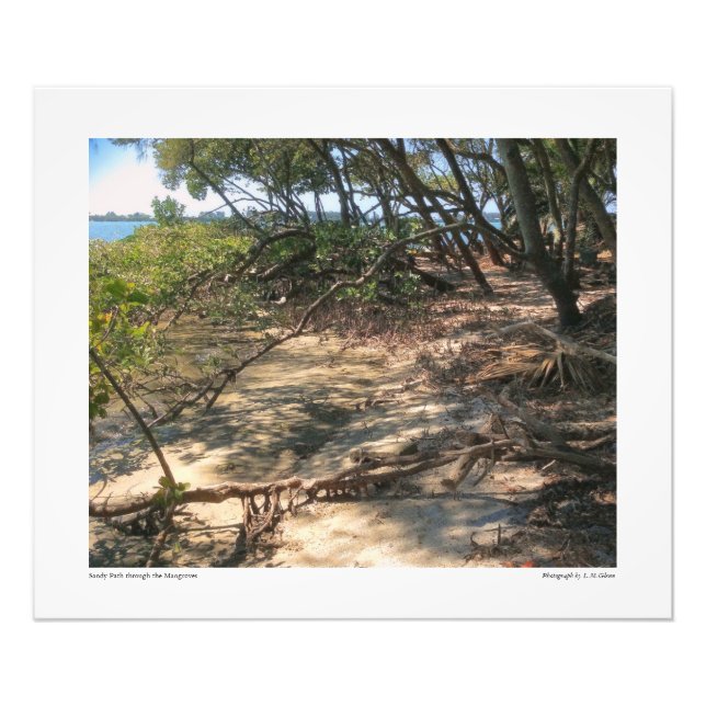 Sandy Path through the Mangroves Photo Print (Front)