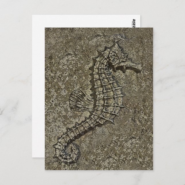 Sandy Textured Seahorse Photograph Postcard (Front/Back)