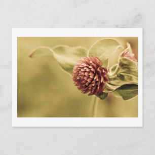 sane promise postcard