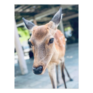Sanftes Nara Reh Japan Wildlife Photo Print