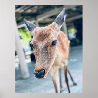 Sanftes Nara Reh Japan Wildlife Poster