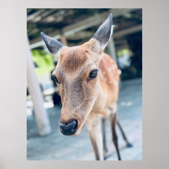 Sanftes Nara Reh Japan Wildlife Poster (Front)