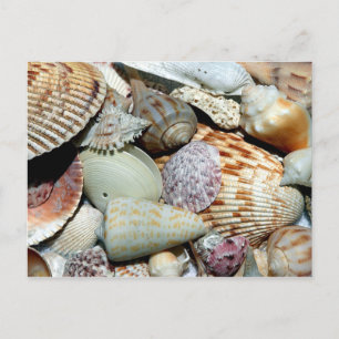 Sanibel Island Florida Shells Postcard