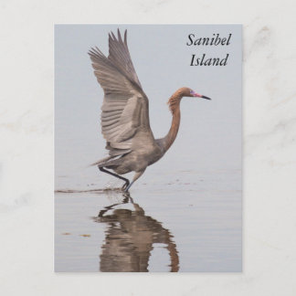 Sanibel Reddish Egret Postcard