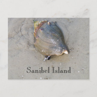 Sanibel Shell Postcard