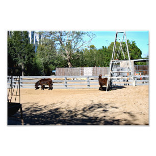 Santa Ana Zoo Photo Print