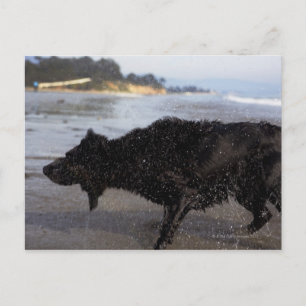 Santa Barbara, California, USA Postcard