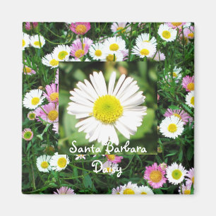 Santa Barbara Daisy Magnet