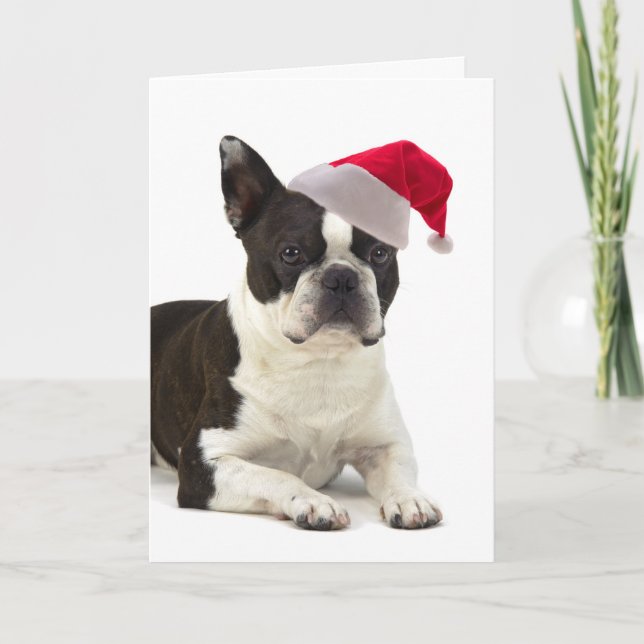 Santa Boston Terrier Christmas Card (Front)
