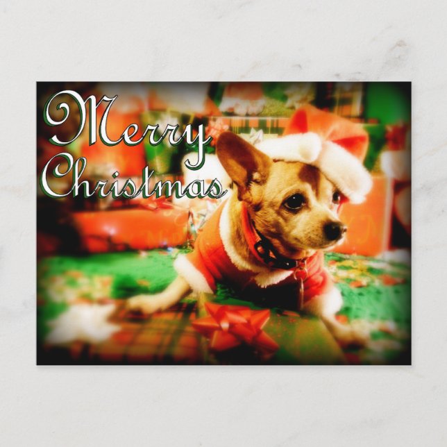 Santa Clause Chihuahua Merry Christmas Holiday Postcard (Front)