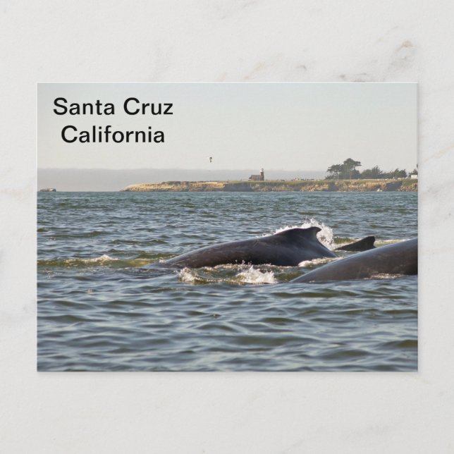 Santa Cruz, CA Humpbacks at Lighthouse Postcard (Front)
