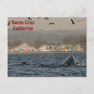 Santa Cruz, California Humpback Whale Postcard