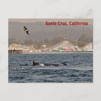 Santa Cruz, California Humpback Whale Postcard