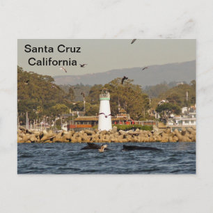 Santa Cruz, California Humpback Whales Postcard