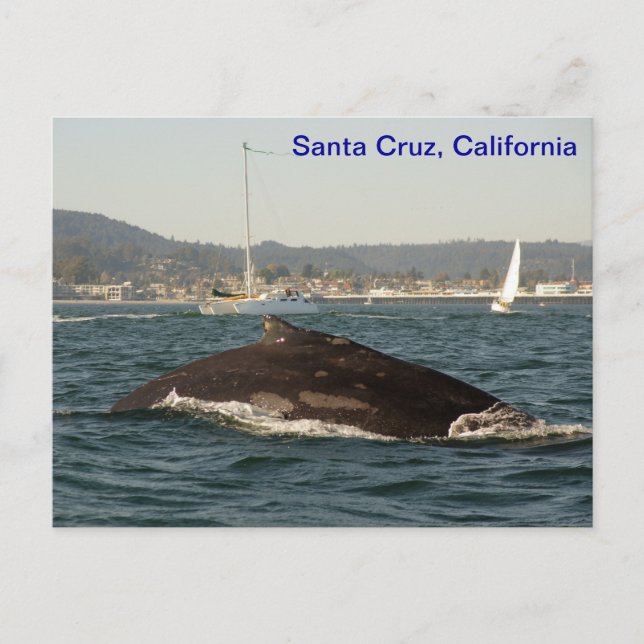 Santa Cruz Humpback Whale Postcard (Front)