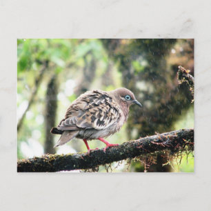 Santa Cruz Island, Galapagos, bird in rain Postcard