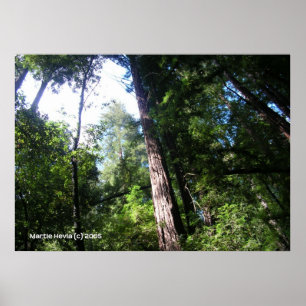 Santa Cruz Redwoods Poster