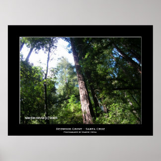 "Santa Cruz Redwoods" Poster