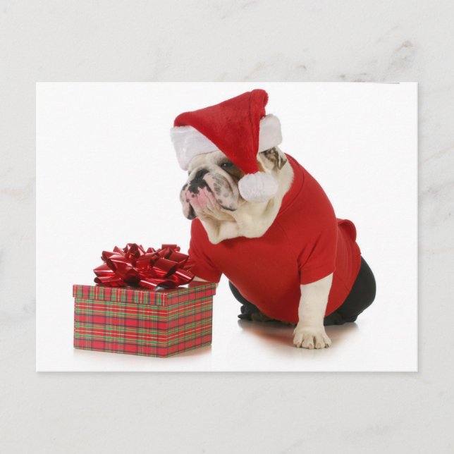 Santa Dog - English Bulldog Dressed Like Santa Holiday Postcard (Front)