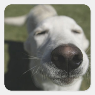 Santa Fe, New Mexico Square Sticker