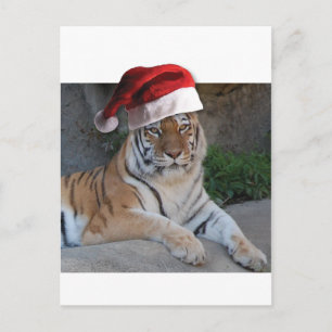 Santa Hat Bengal Tiger Holiday Postcard