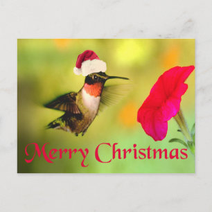 Santa Hat Hummingbird Christmas Holiday Postcard