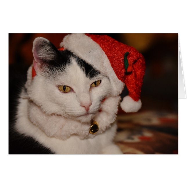 Santa Kitty | Black and White Cat (Front Horizontal)