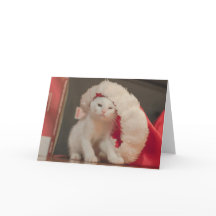 Santa Kitty