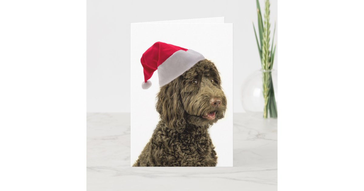 Santa Labradoodle Christmas Card