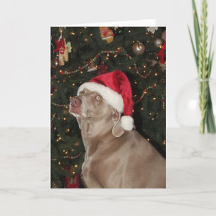 Santa Paws - A Weimaraner Dog's Christmas Holiday  Card