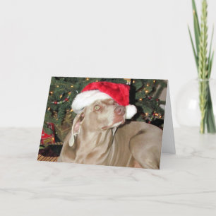 Santa Paws - Rain (a.k.a. Raina) Holiday Card