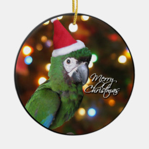 Santa Severe Macaw Christmas Ornament