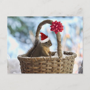 Santa Squirrel in Snow Holiday Postcard