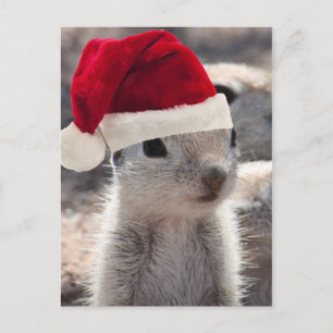 Santa Squirrel Postcard