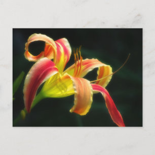 Santa's Daylily Holiday Postcard