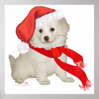 Santa's Helper Puppy Poodle / Bichon Mix