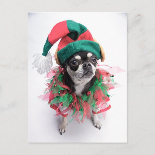 Santa's Little Helper Elf Dog Holiday Postcard (Front)