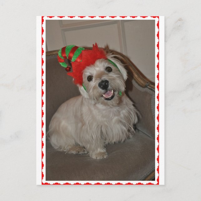 Santa's Little Westie Elf Holiday Postcard (Front)