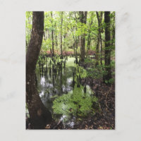 santee coastal reserve