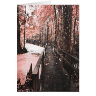 santee swamp dreamscape