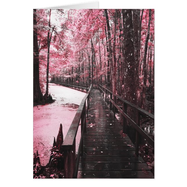 santee swamp dreamscape (Front)