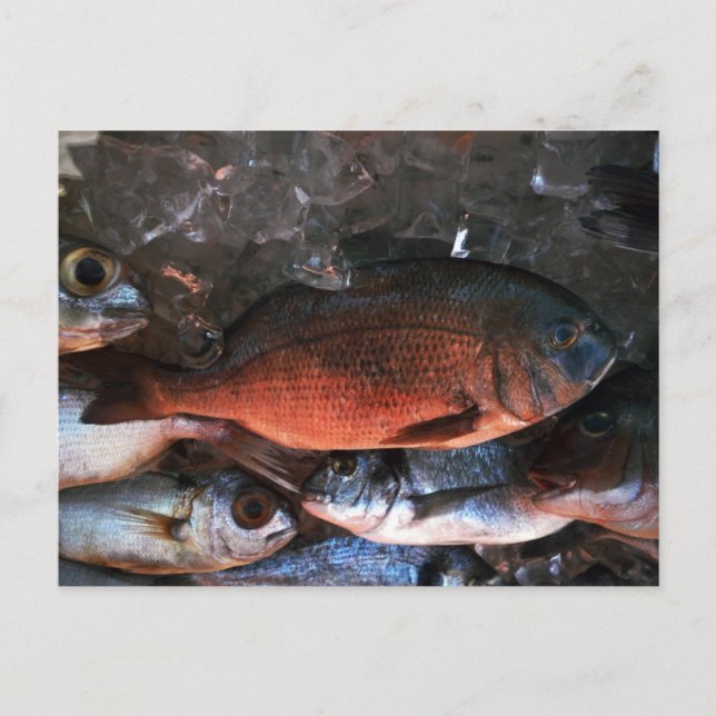 Santorini fresh fish Greece Postcard (Front)