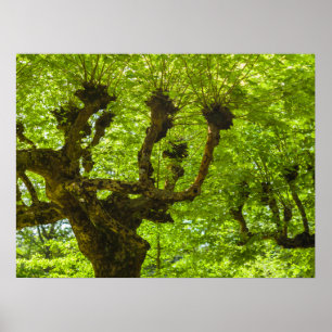 Sao Miguel Island Poster