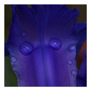 Sapphire Iris Wall Art Botanical Macro Decor