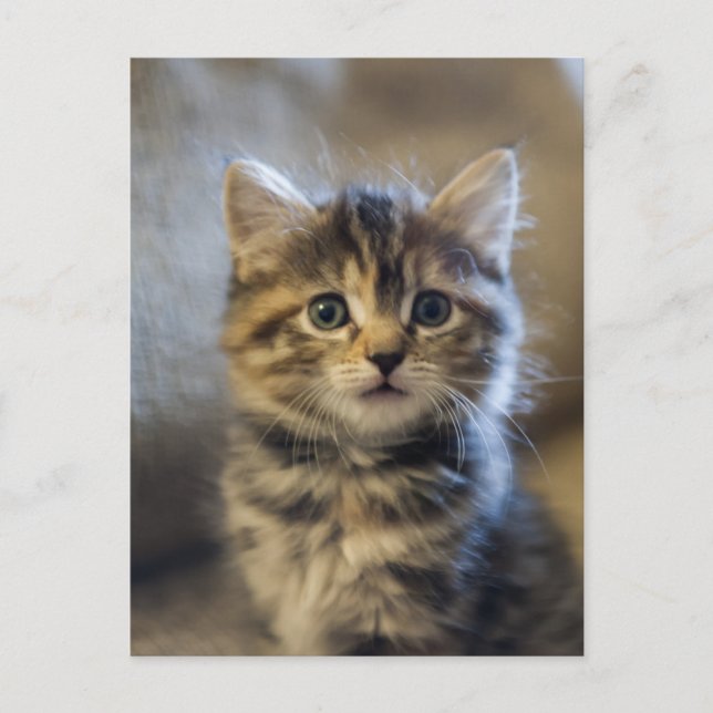 Sapphire Postcard (Front)