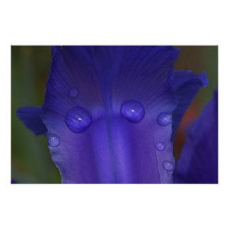 Sapphire Serenity  Photo Print