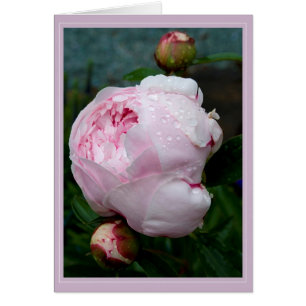 Sarah Bernhart Card B
