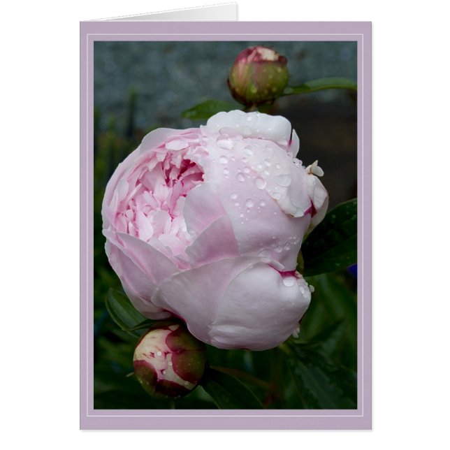 Sarah Bernhart Card B (Front)